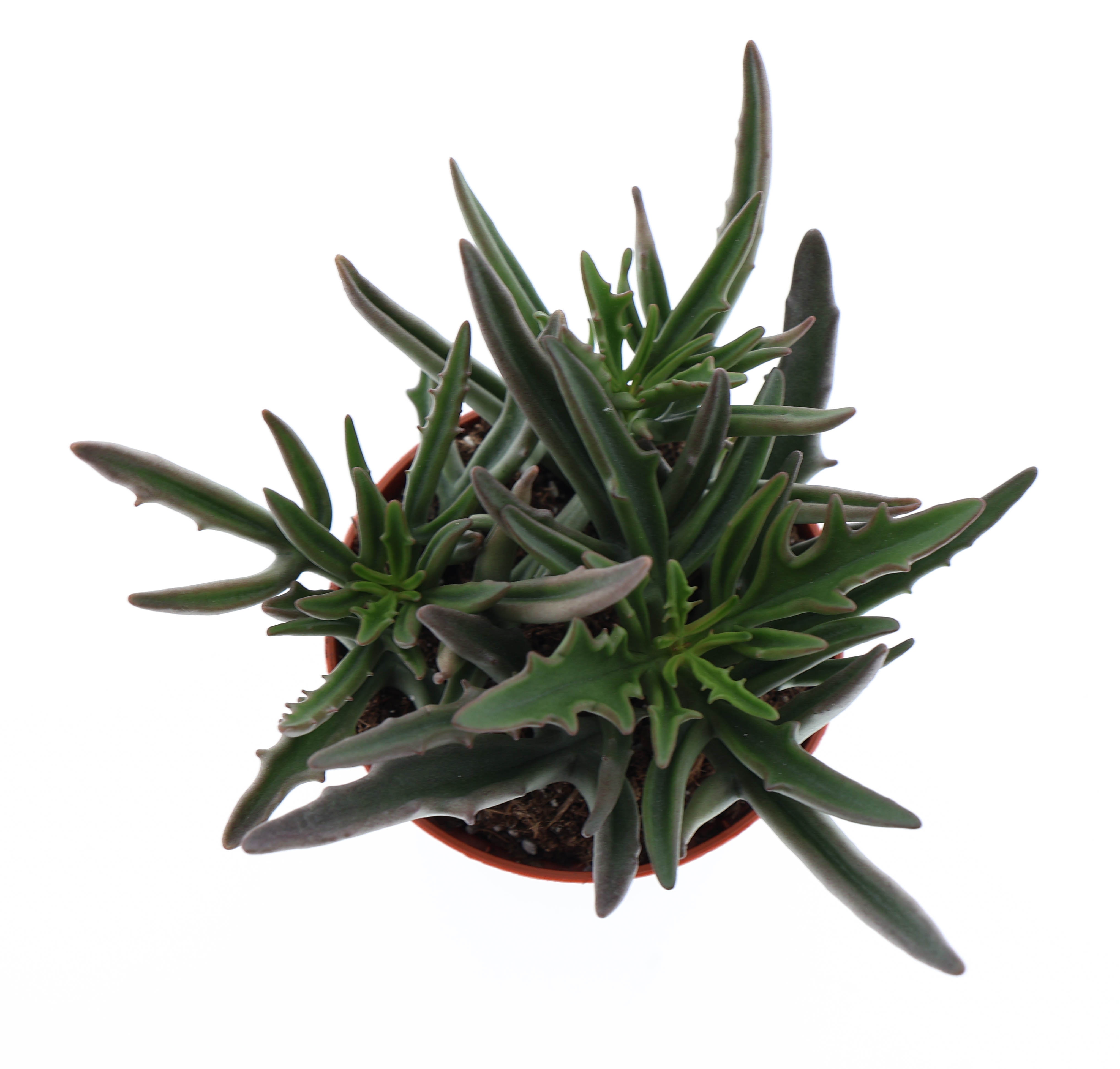 Kalanchoe spider, D 8,5