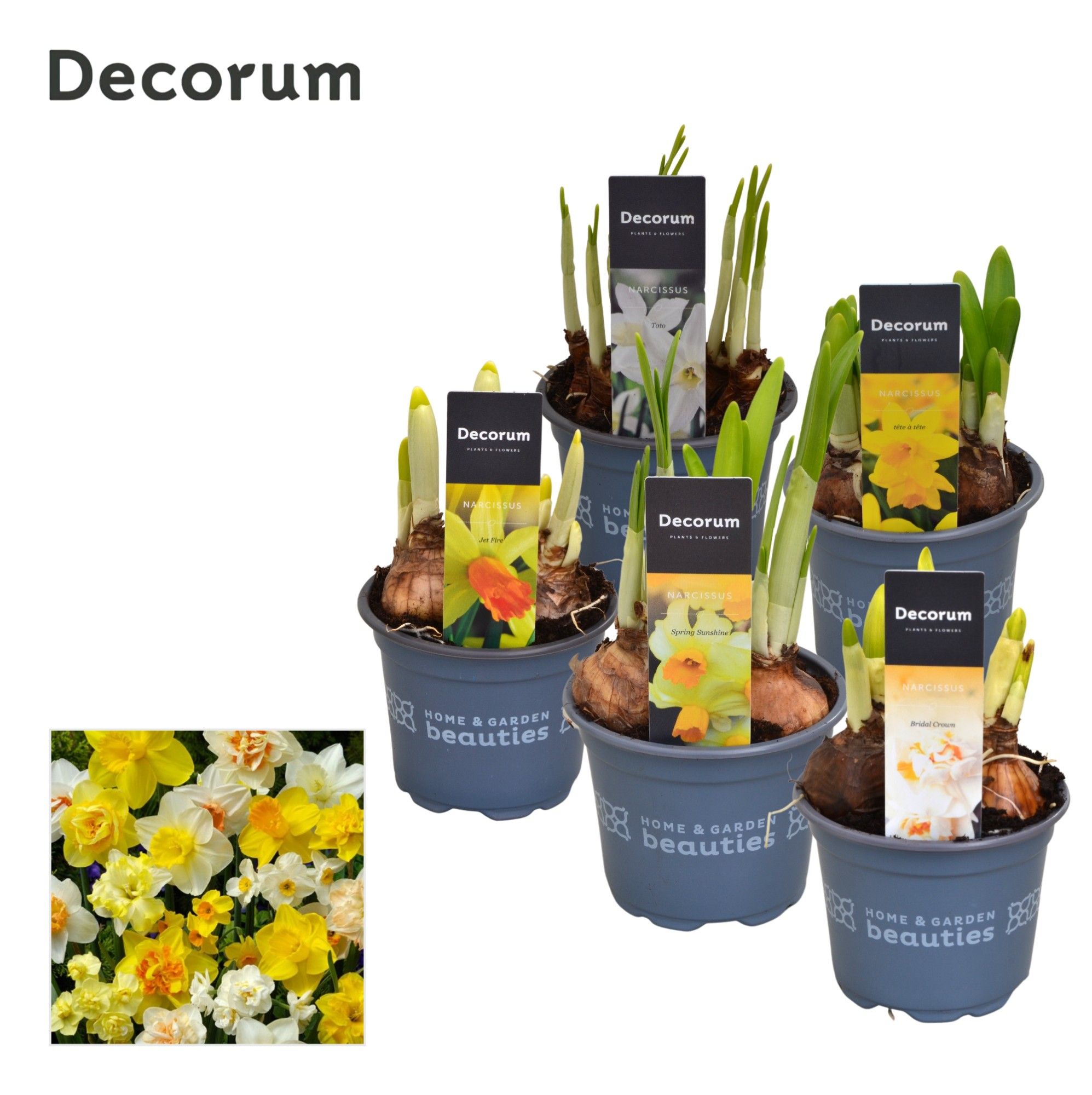 Narcis gemengd- 3/5 Soorten, D 9