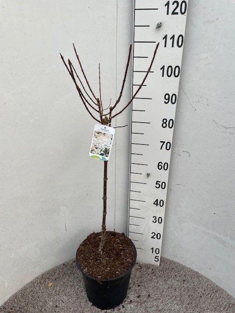 Hydrangea pan. Silver Dollar 60 stam P28 C10, D 28