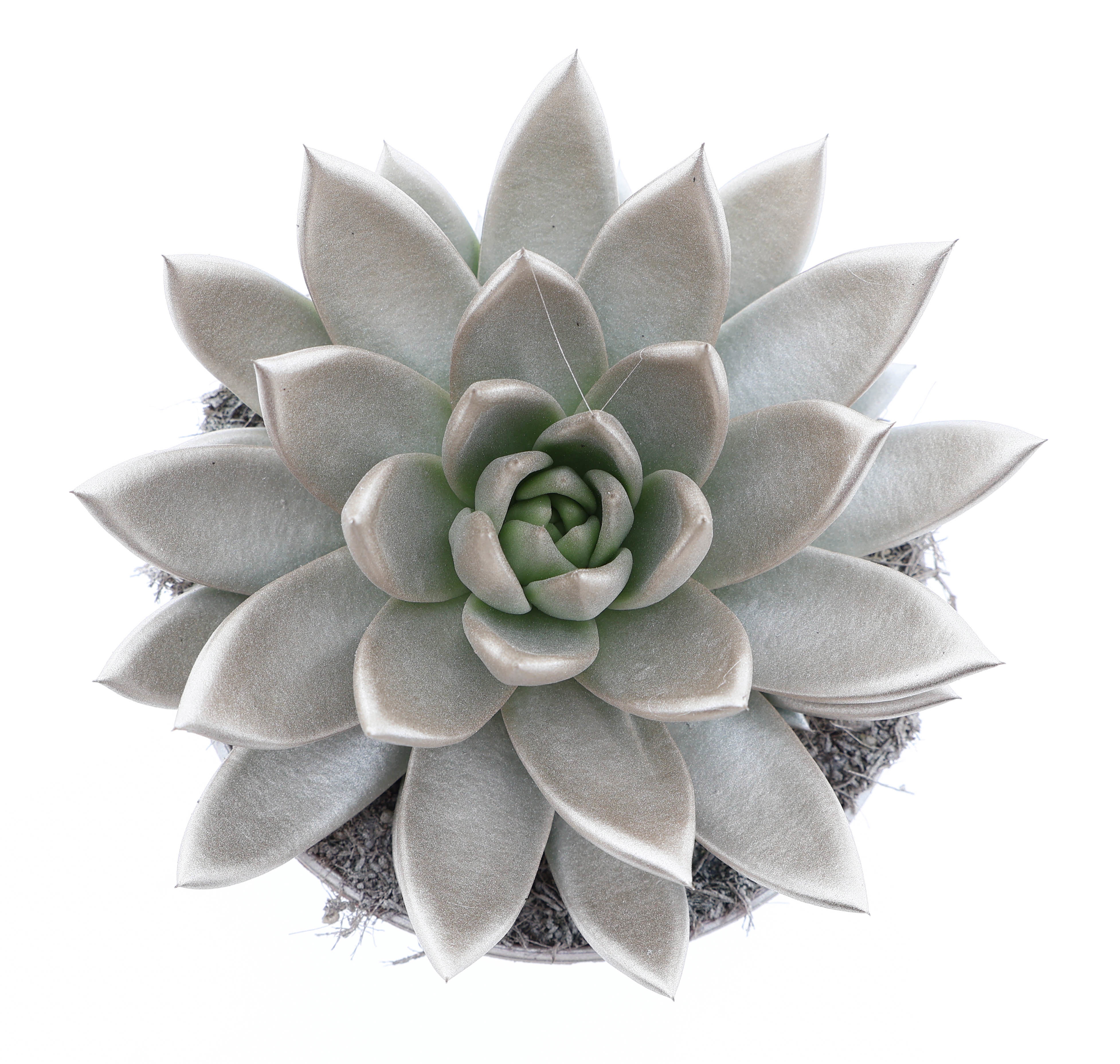 Rainbow champagne, D 15