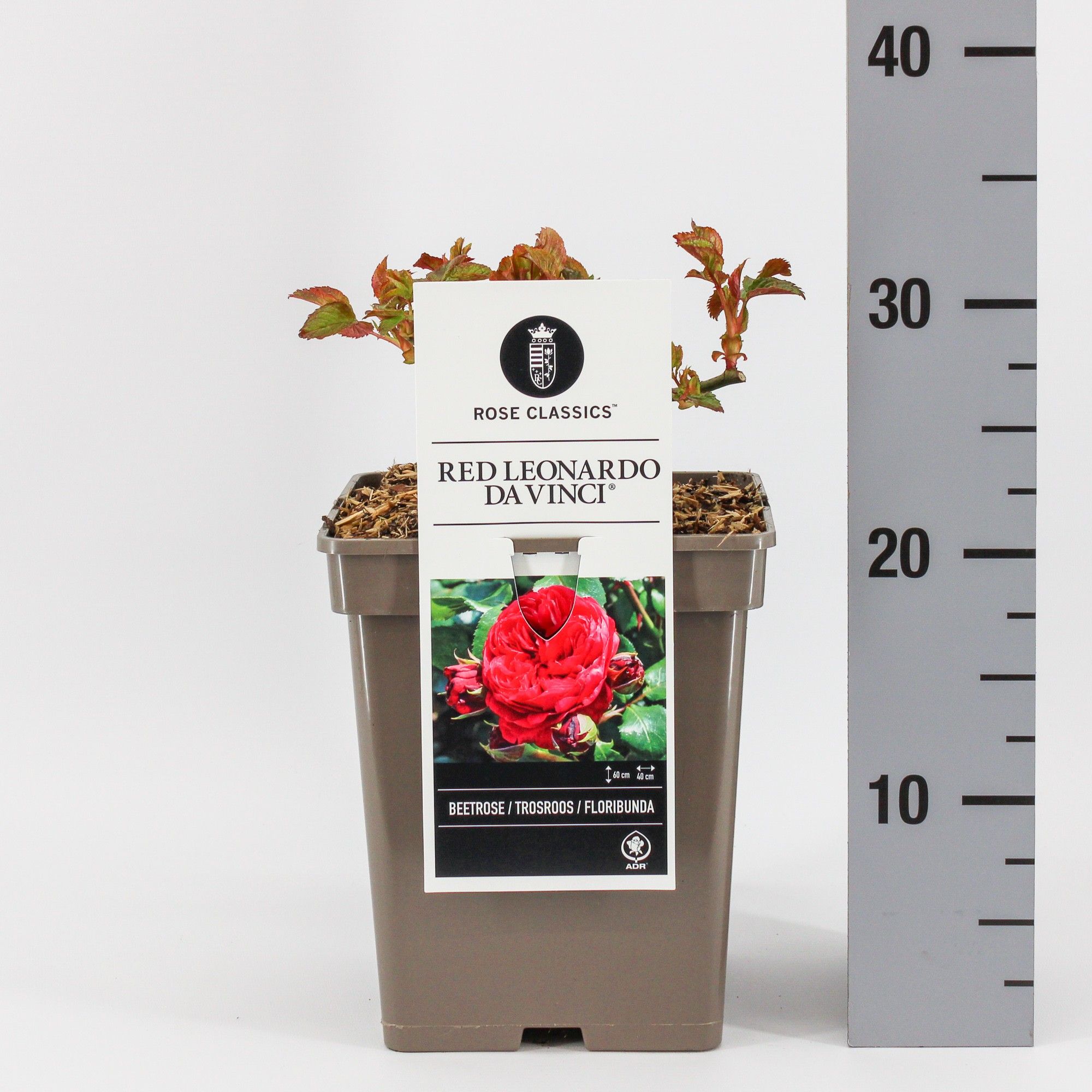 Rosas (F) Red Leonardo da Vinci ®, C5, D 23