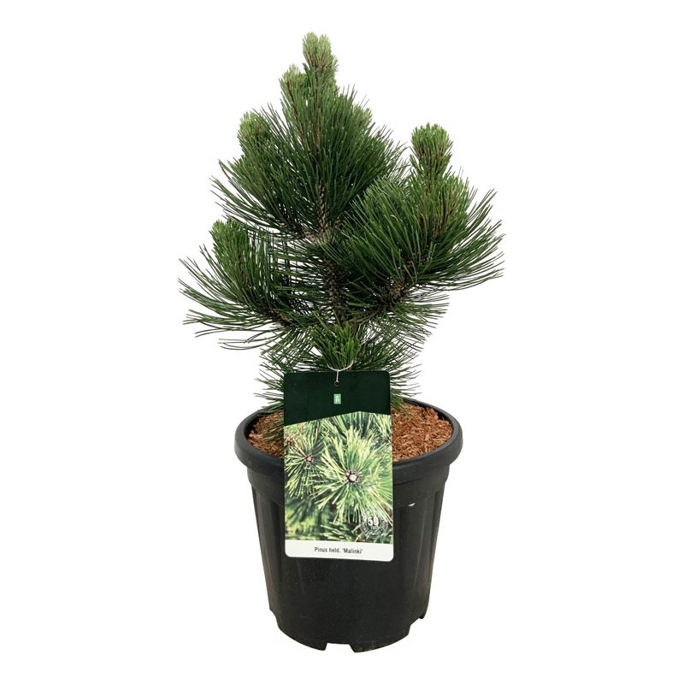 Pinus held. 'Malinki', D 32