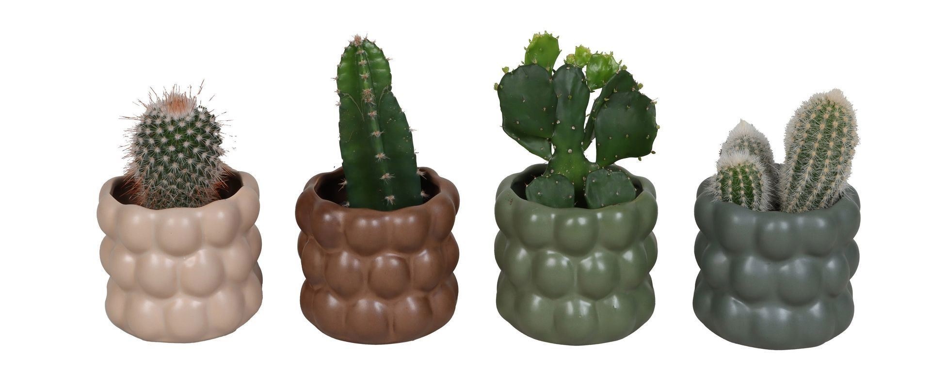 L 67500 With Cactus Mix 6 cm, D 6