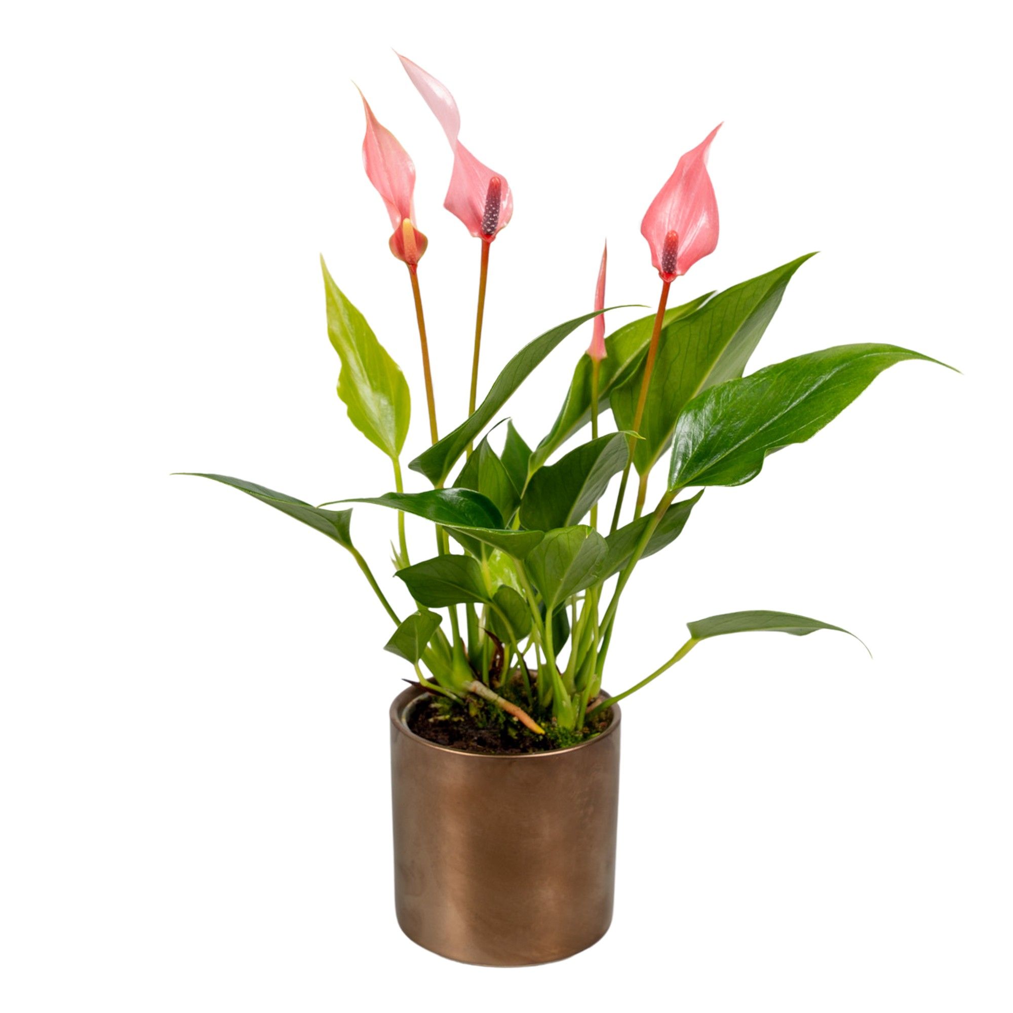 Anthurium 7 cm Lilli in Bella Keramiek, D 8