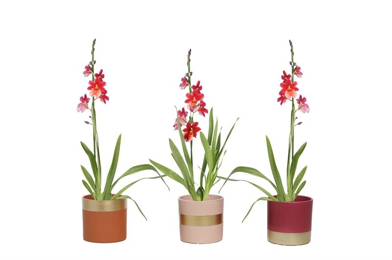 Dolomite p12 Horizon nude mix Cambria Nelly Isler 1T08+, D 12