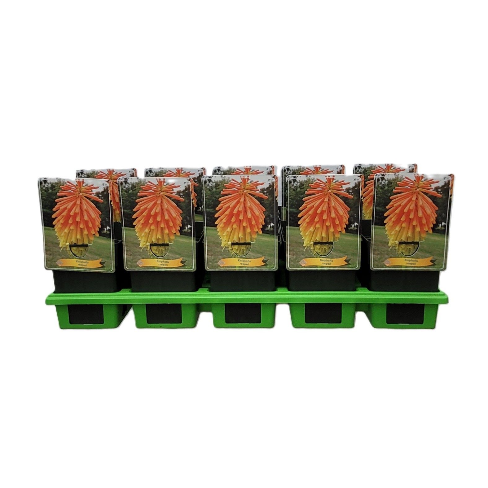 Kniphofia Rooperi P11, D 11