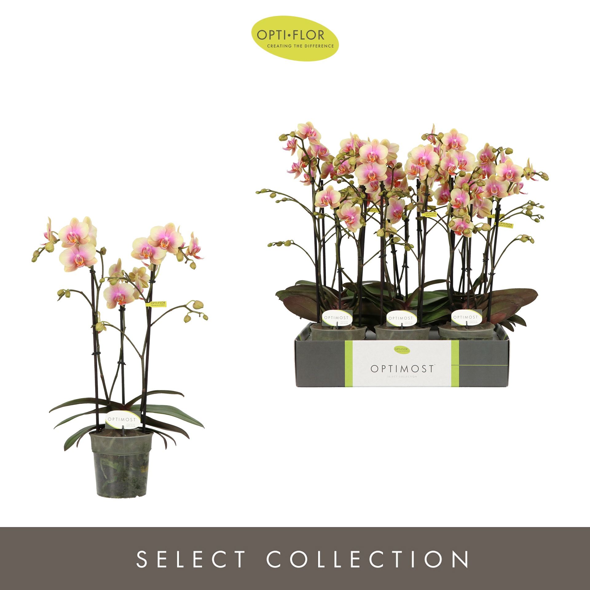 Optimost Belle Helene 3 spike, D 12 cm