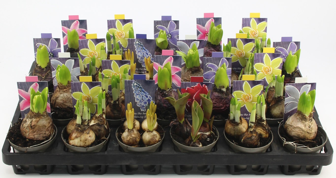 BOLLEN MIX 08 Floratino, D 8