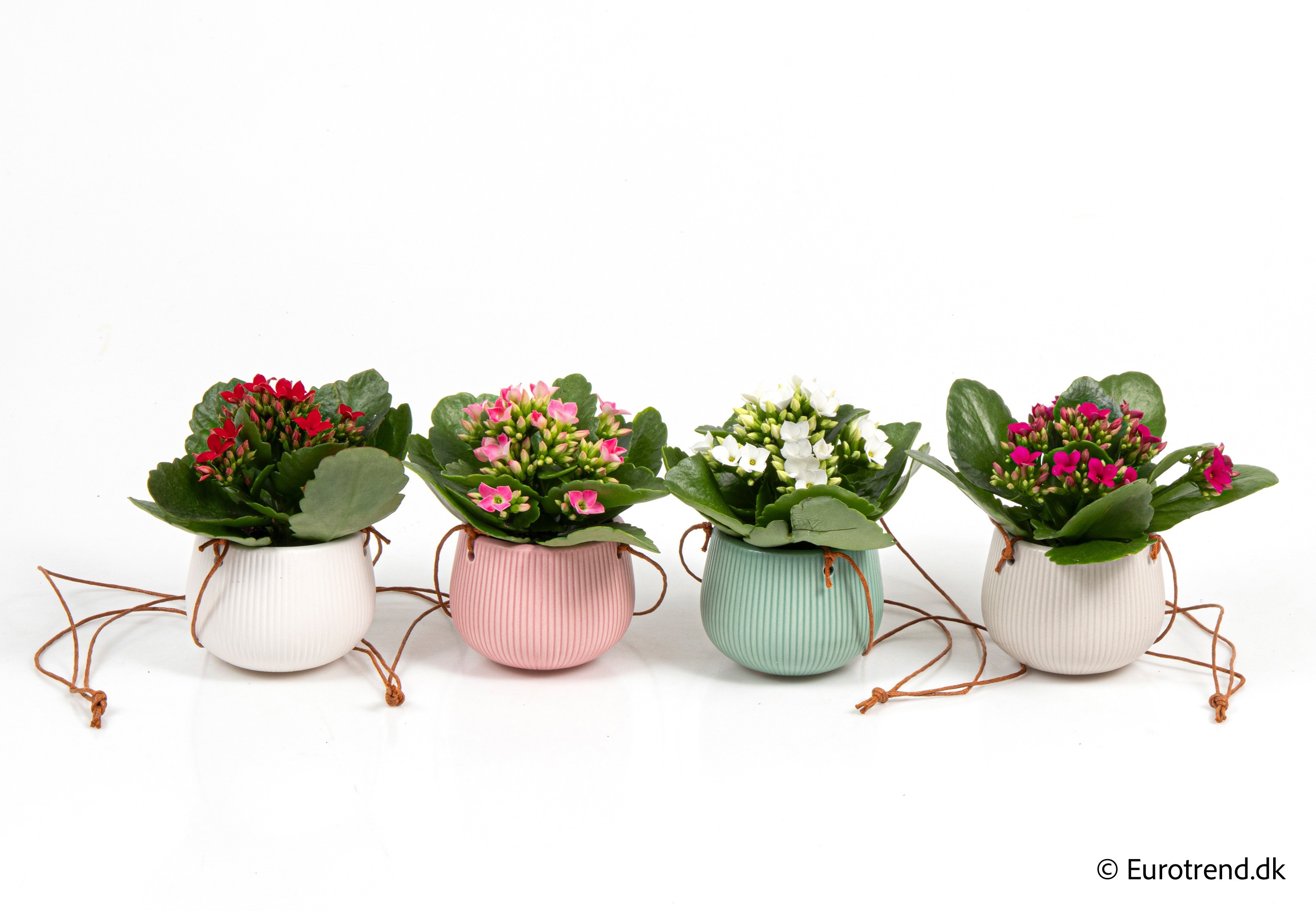 Kalanchoe in New Look ceramic 2026, D 6