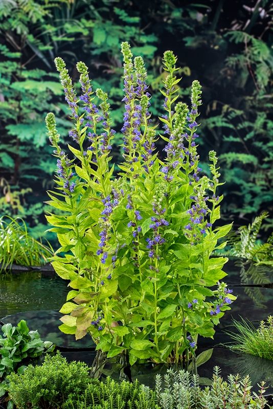 Lobelia siphilitica, D 9