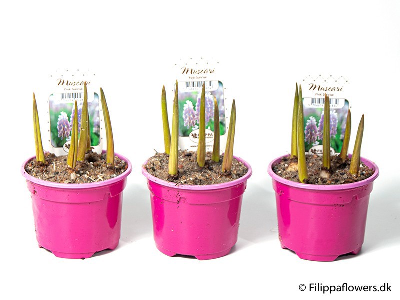 MUSCARI ARMENIACUM 'Pink Surprice', D 9