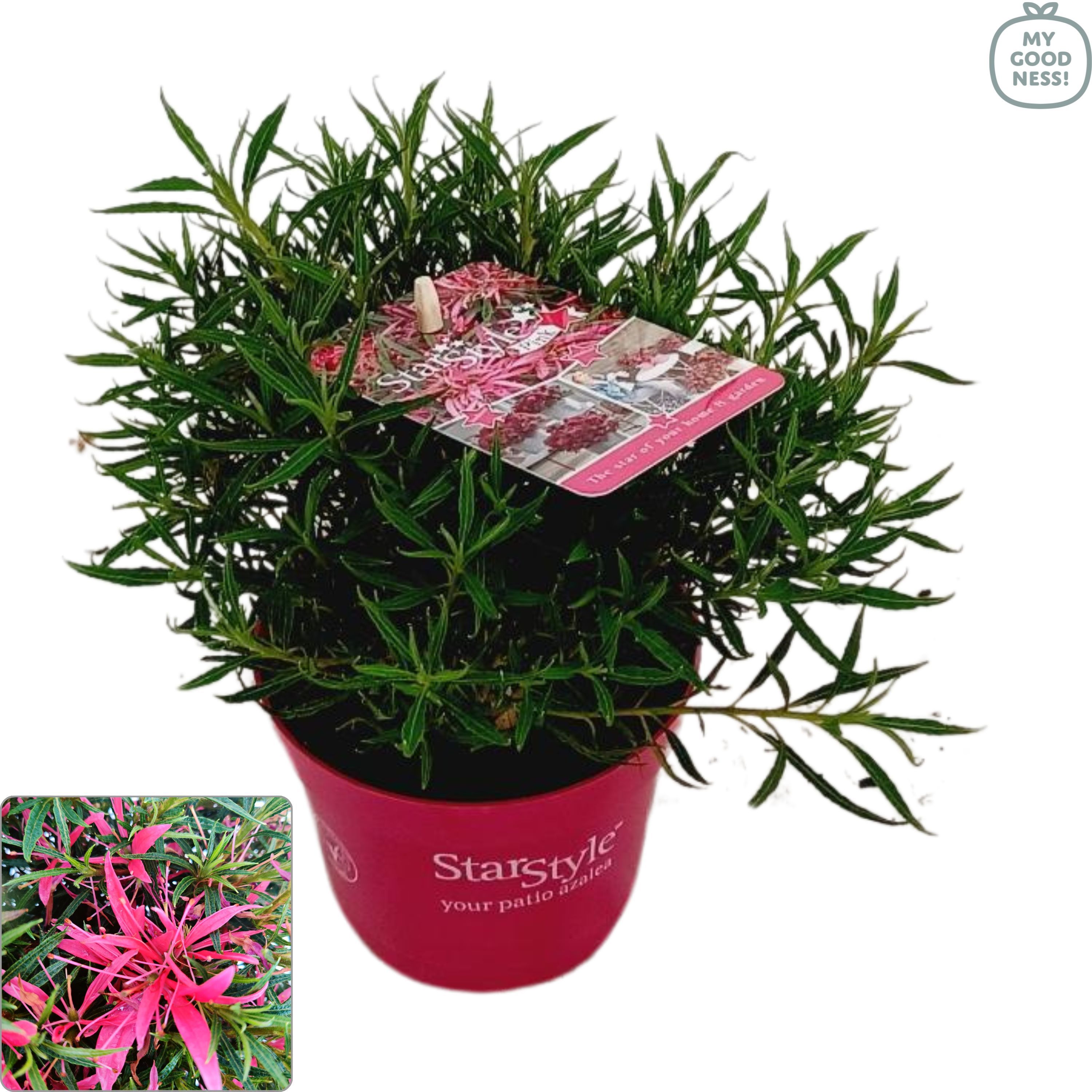 Azalea 25/P10,5 'Star Style® Pink', D 10,5