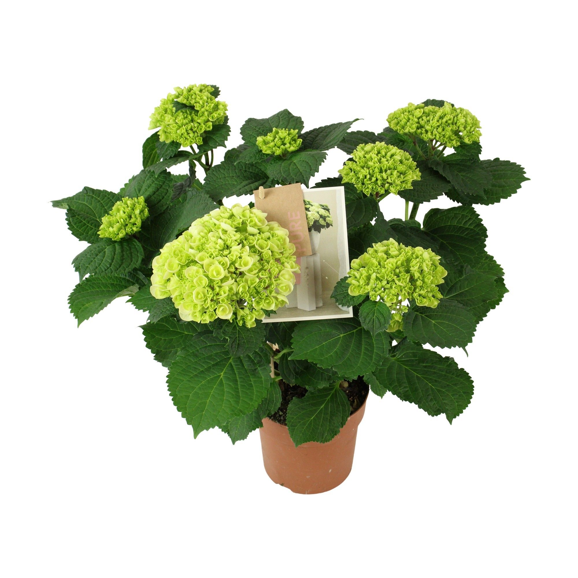 Hydrangea Everlast white 7+ Flowers, D 14