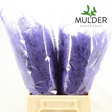 Аспарагус Овериг Крашеный (краш. ) 45, шт.