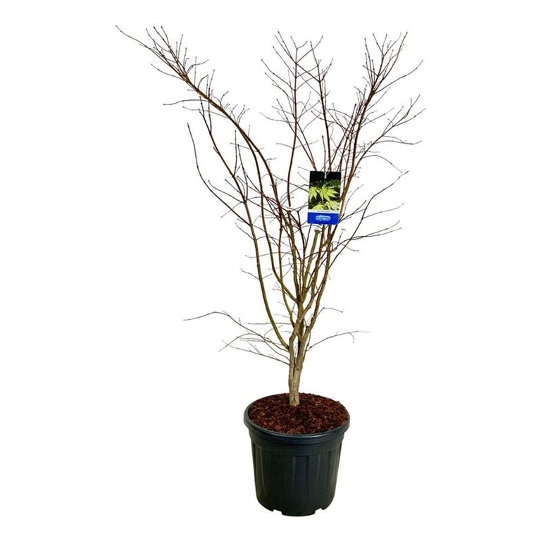 Acer Arctic Jade ®, D 50