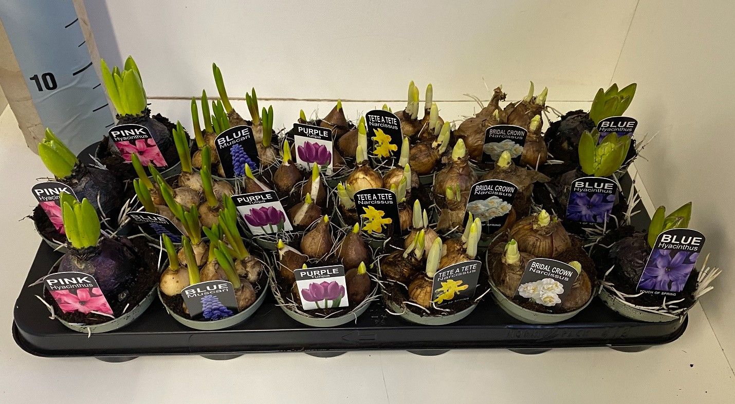 Bollenmix in olijfgroene pot, D 9