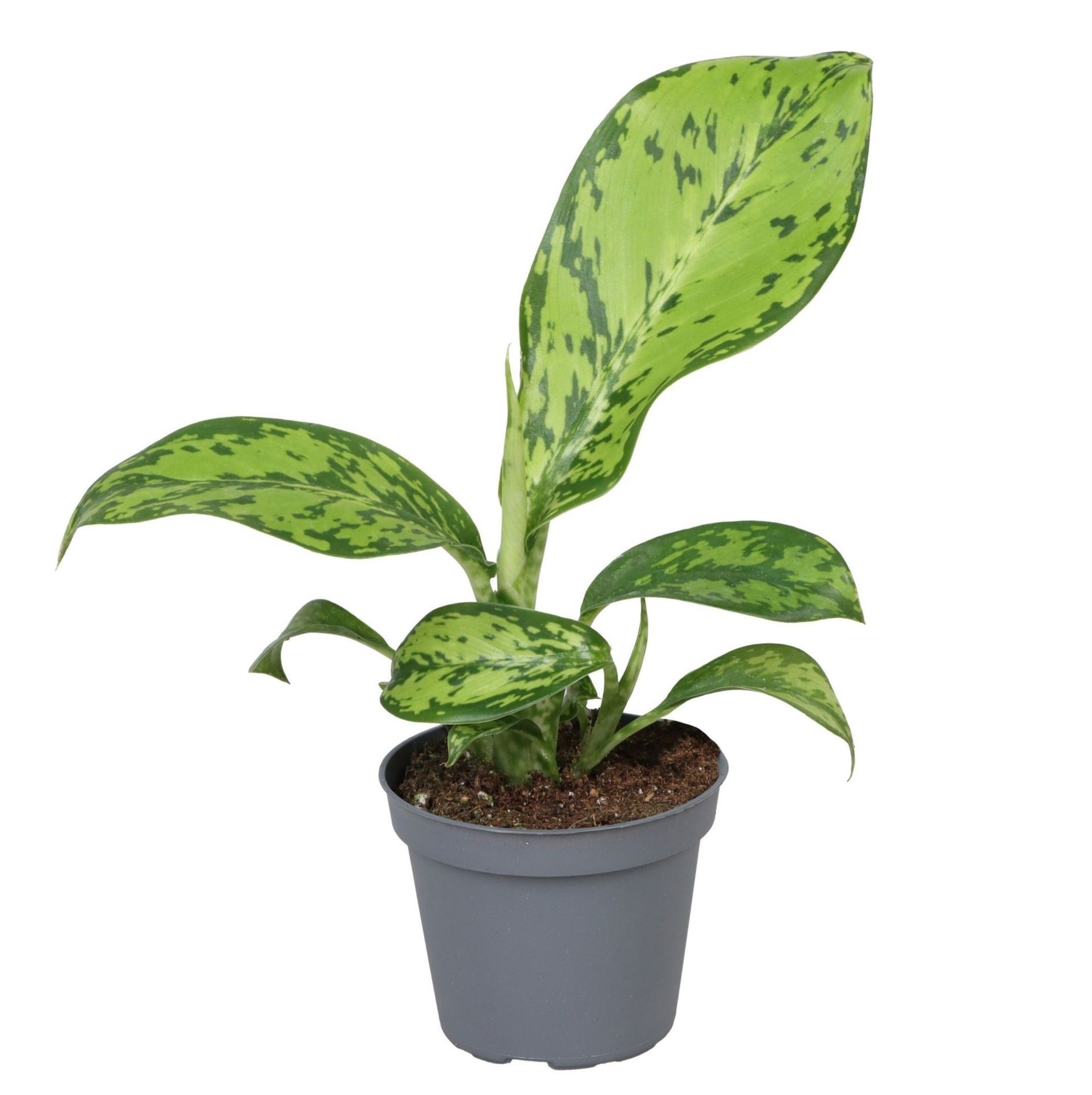 Dieffenbachia Crocodile 6 cm, D 6