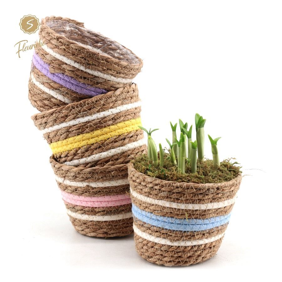 (3413) Narcissus Carry Me Home [M] 3PP Mos, D 15