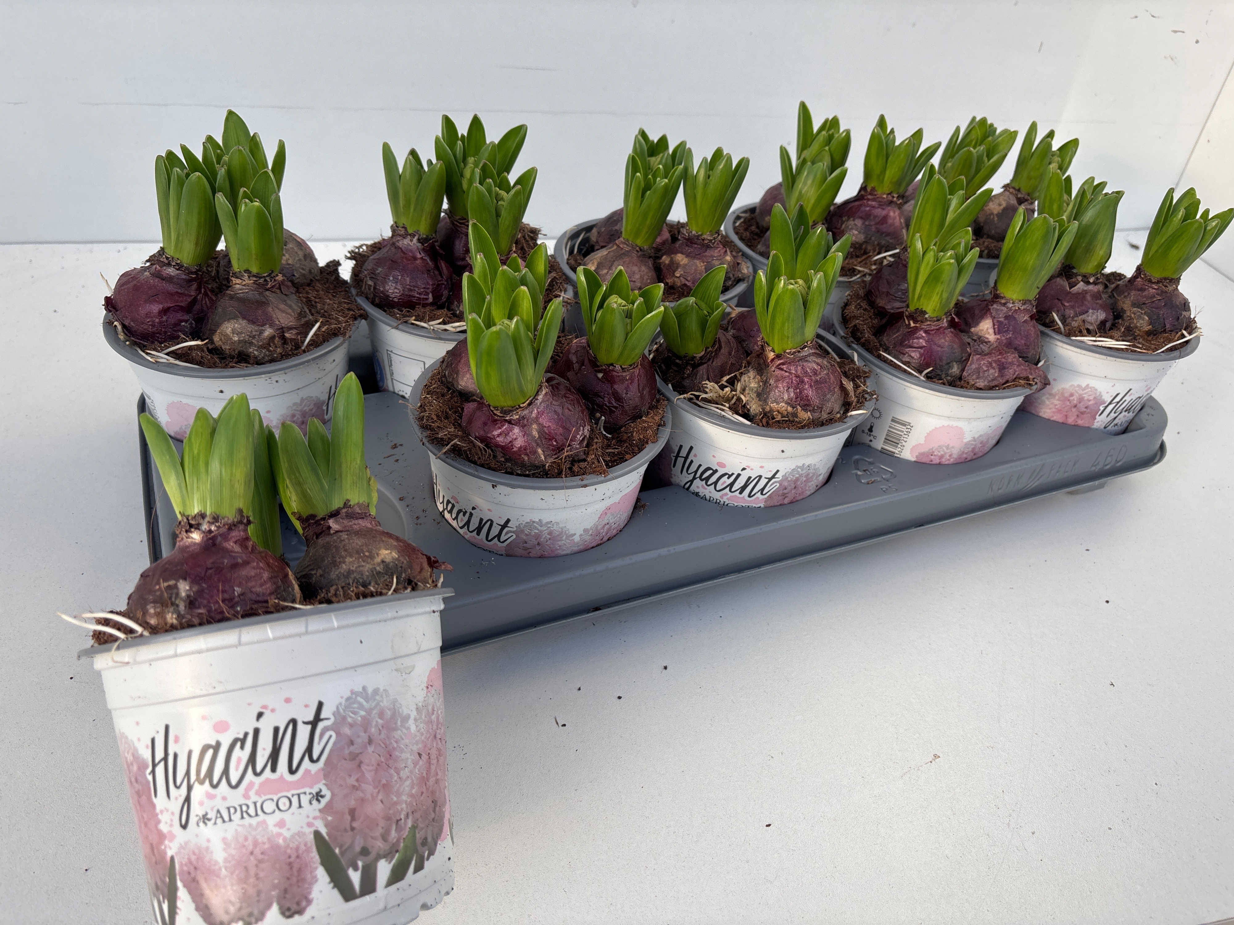 Hyacinthus Apricot Passion, D 12