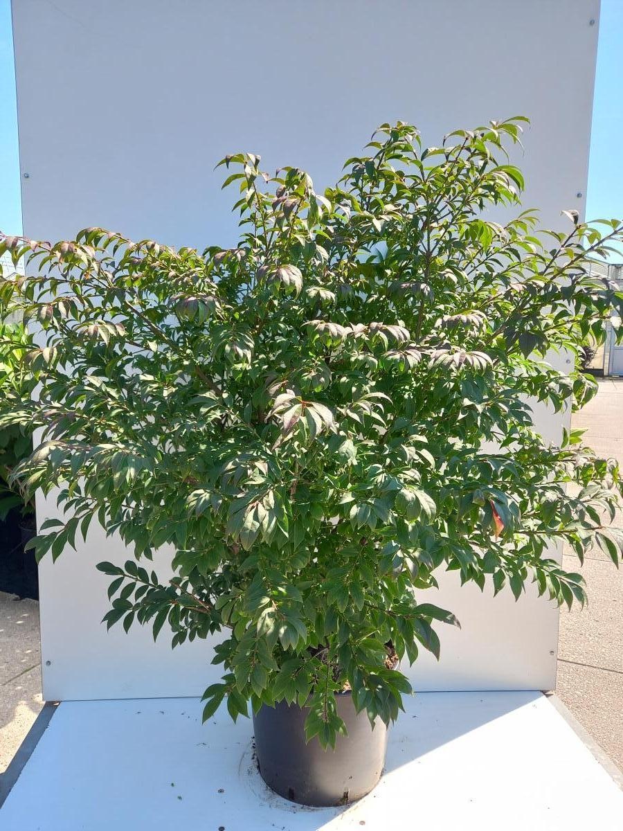 Euonymus alat. 'Compactus', D 40