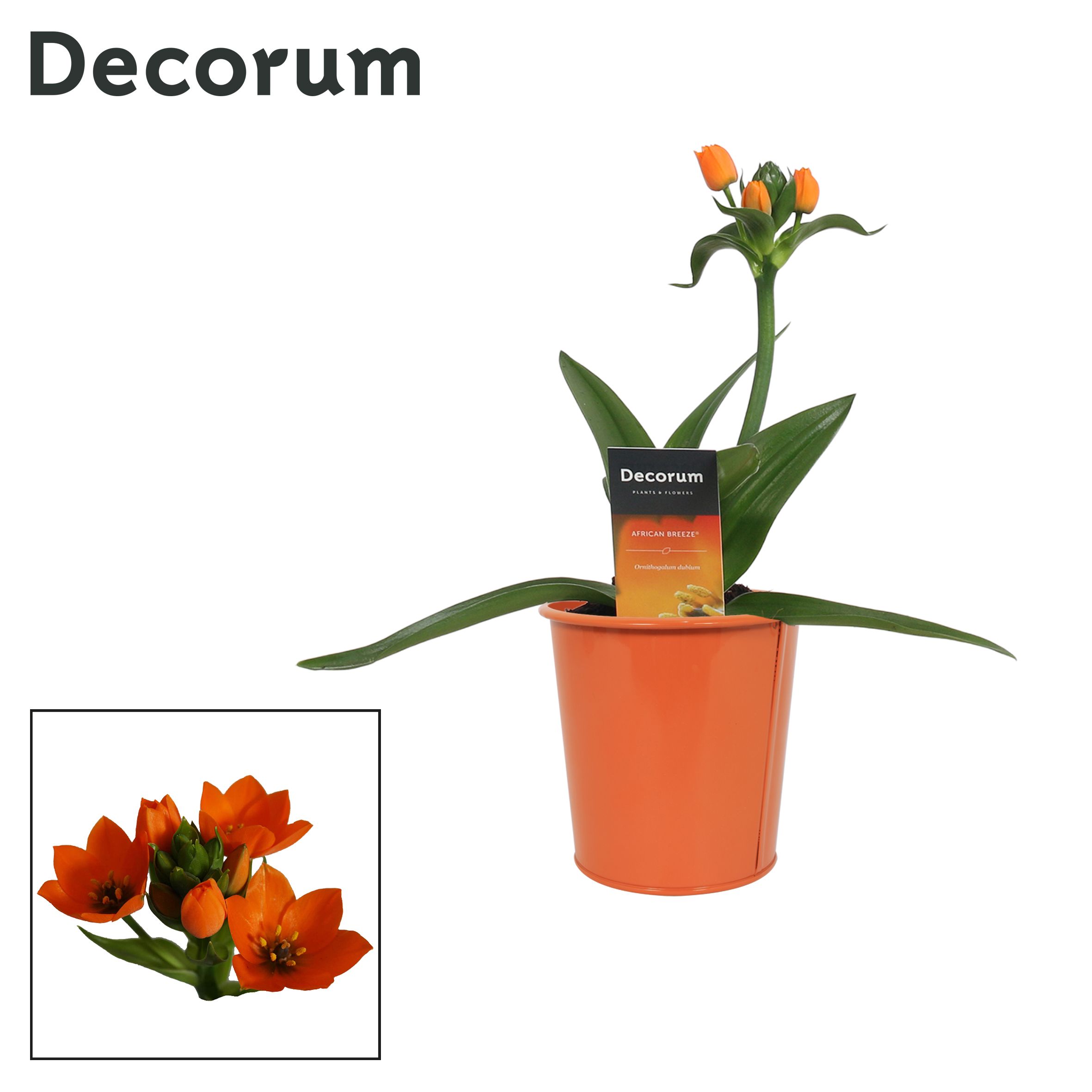 Ornithogalum Dubium Oranje 1pp in Ompot Zara (Decorum), D 10,5