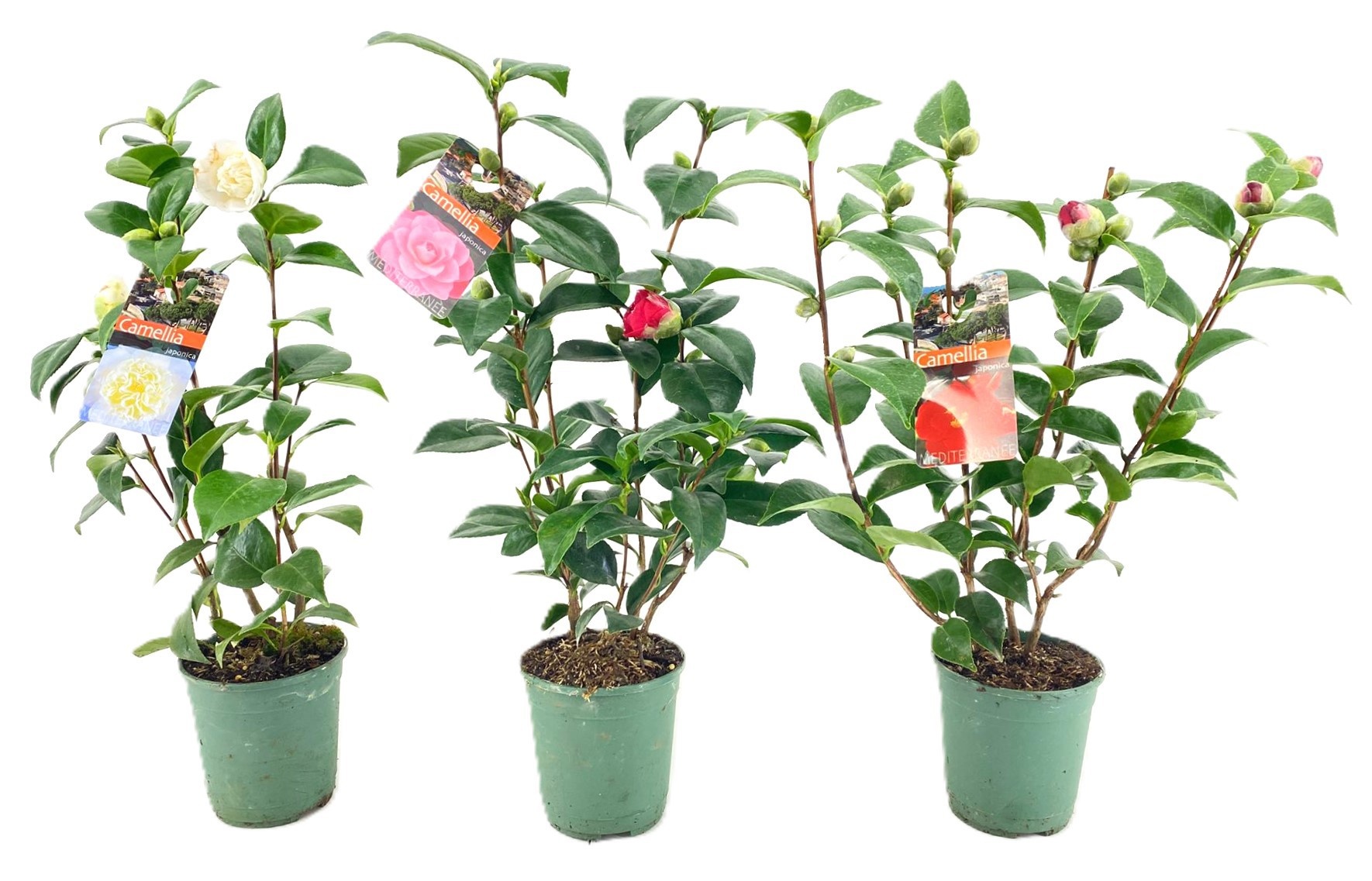 Camellia japonica, D 12