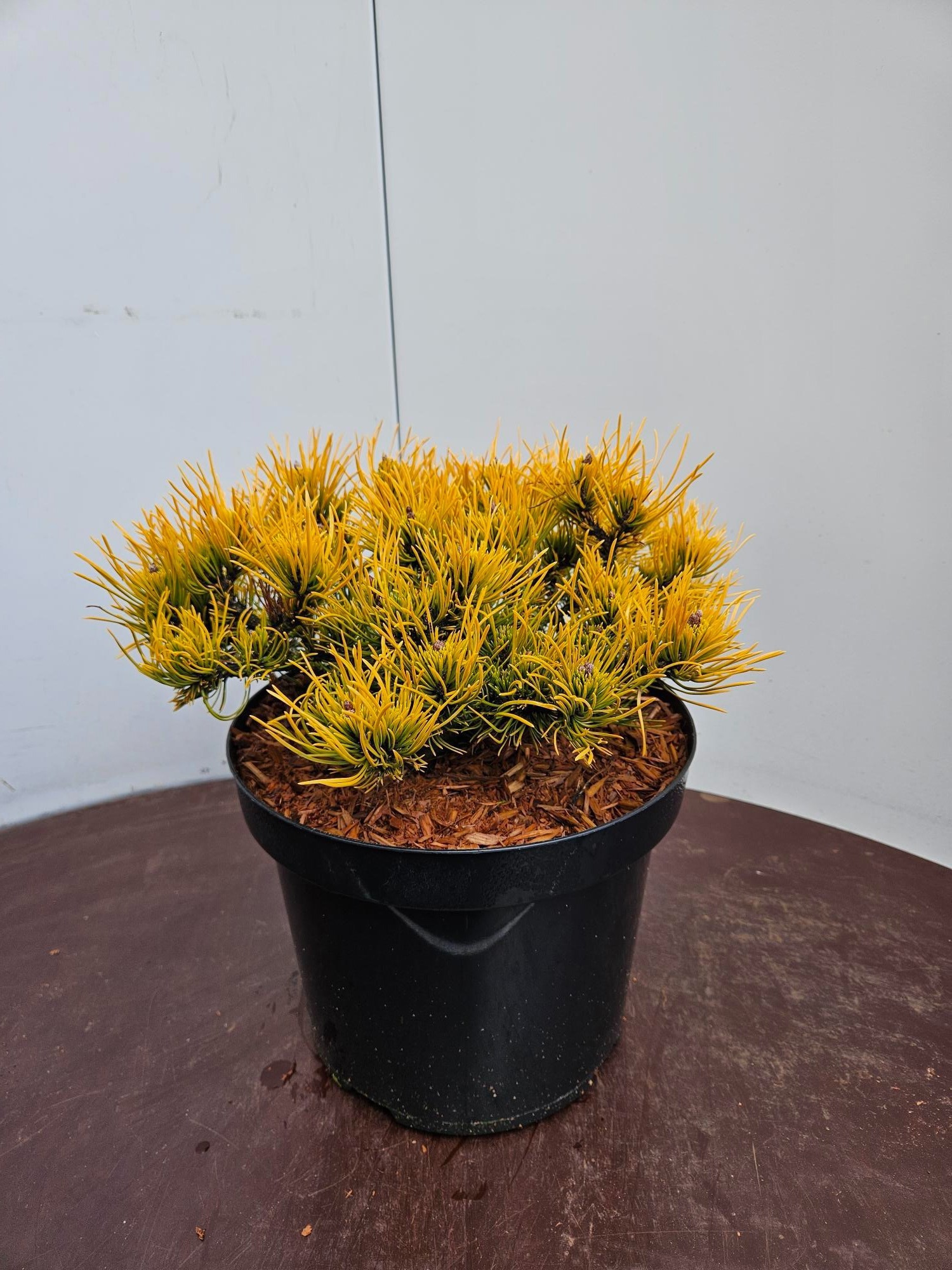 Pinus m Winter Gold 30cm C7.5, D 26