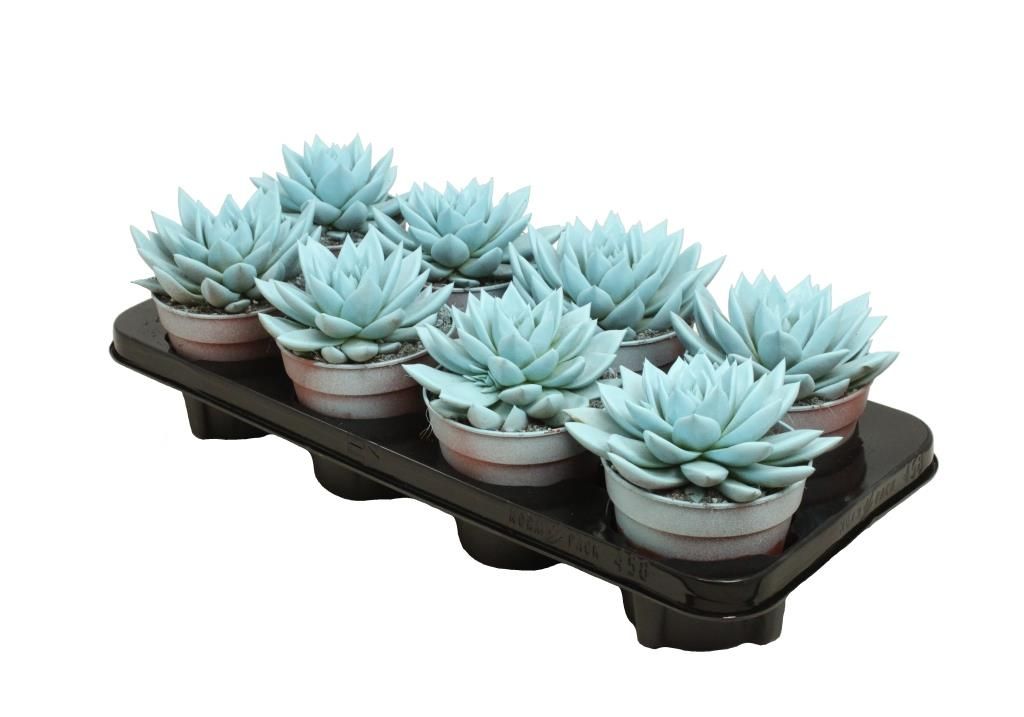 Miranda coloured pastel blue, D 12