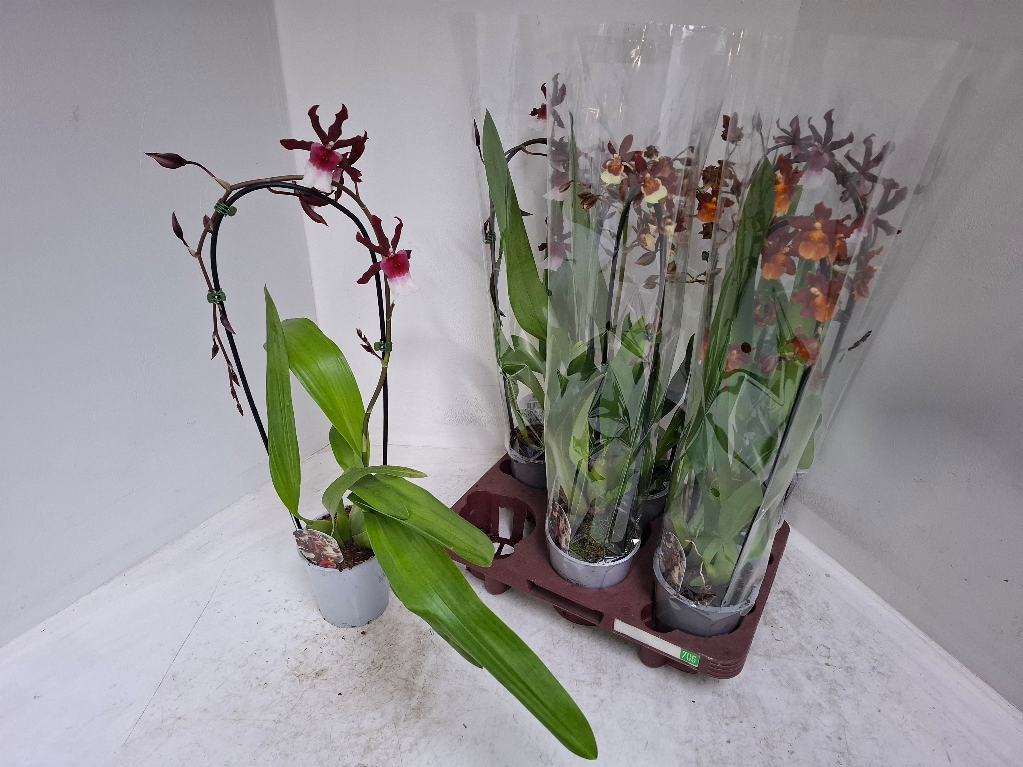 Cambria cascade mix (boog), D 12