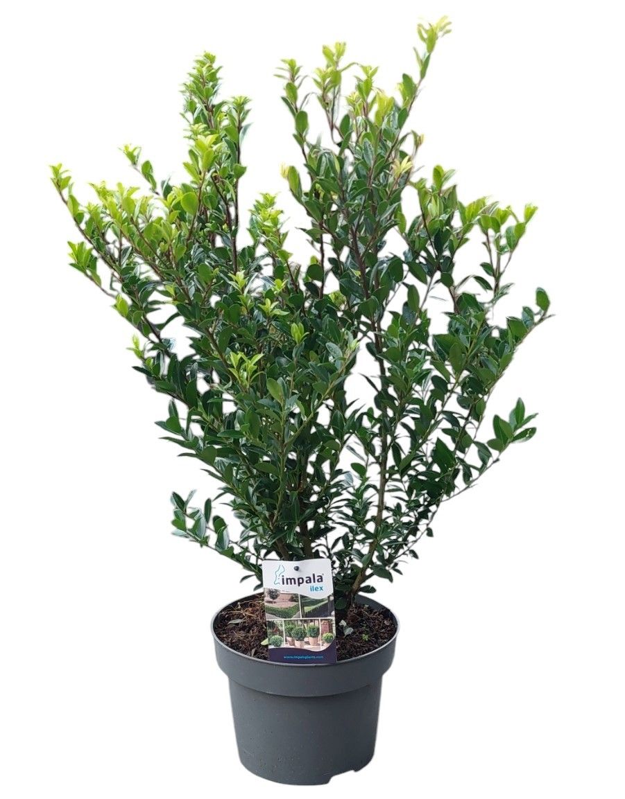 Ilex max. Impala 50-60 cm, D 23