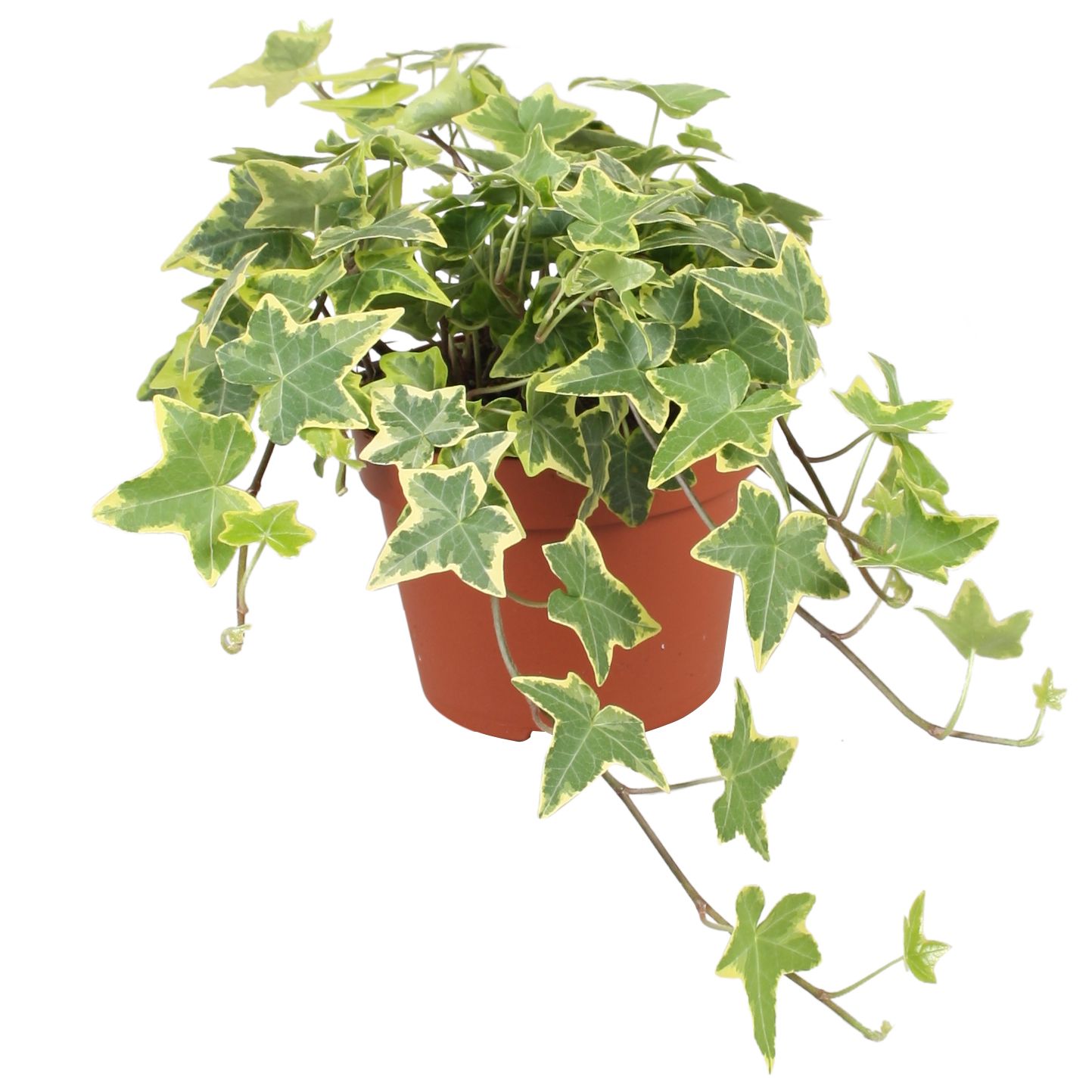 Hedera helix Gold Child, D 13