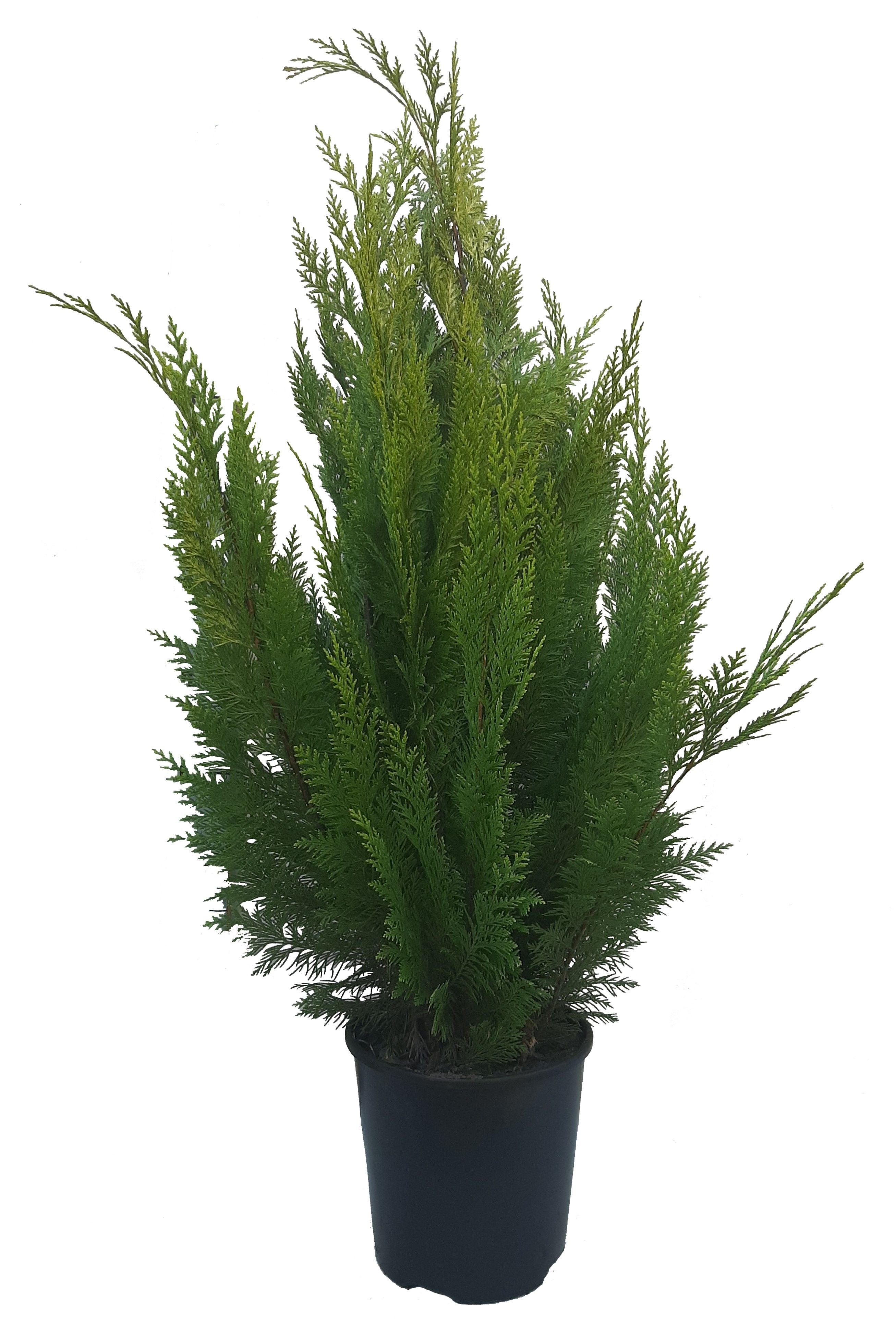 Chamaecuparis law. Ivonne, plantmaat 80-100 cm - Rondgestoken -, D 21
