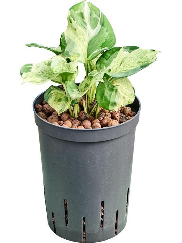 Scindapsus (Epipremnum) 'Manjula variegata', D 15 cm