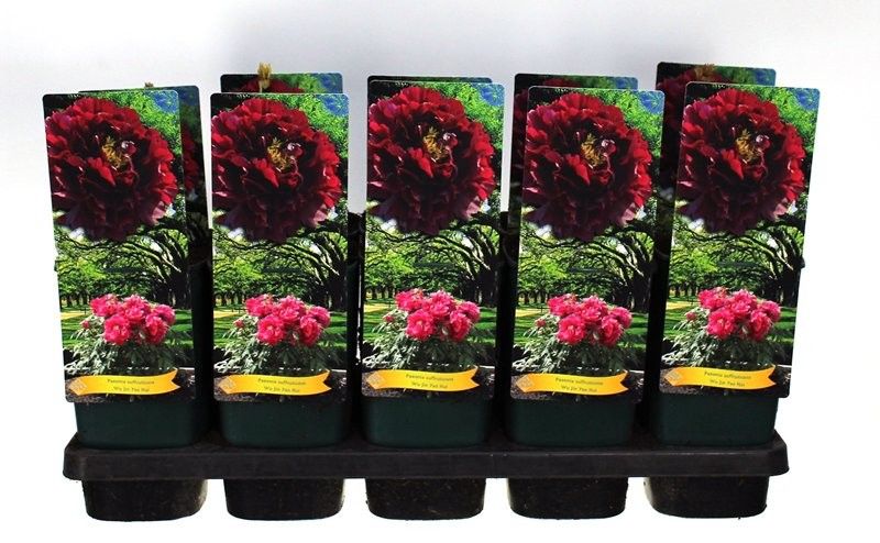 Paeonia Suffruticosa Wu Jin Yao Hui P12 - 1 tak, D 14