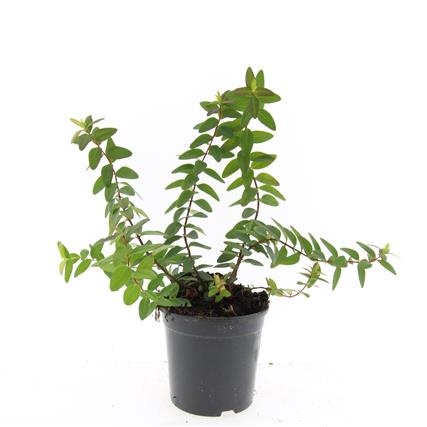 Hypericum dummeri 'Peter Dummer', D 14