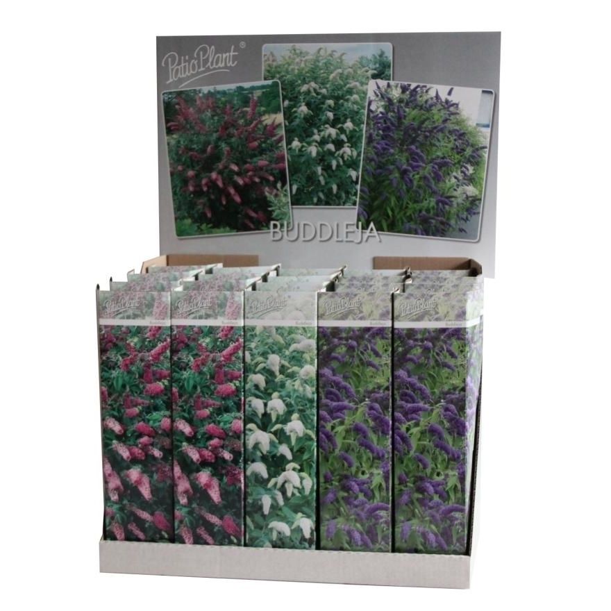 Buddleja davidii mix, D 9