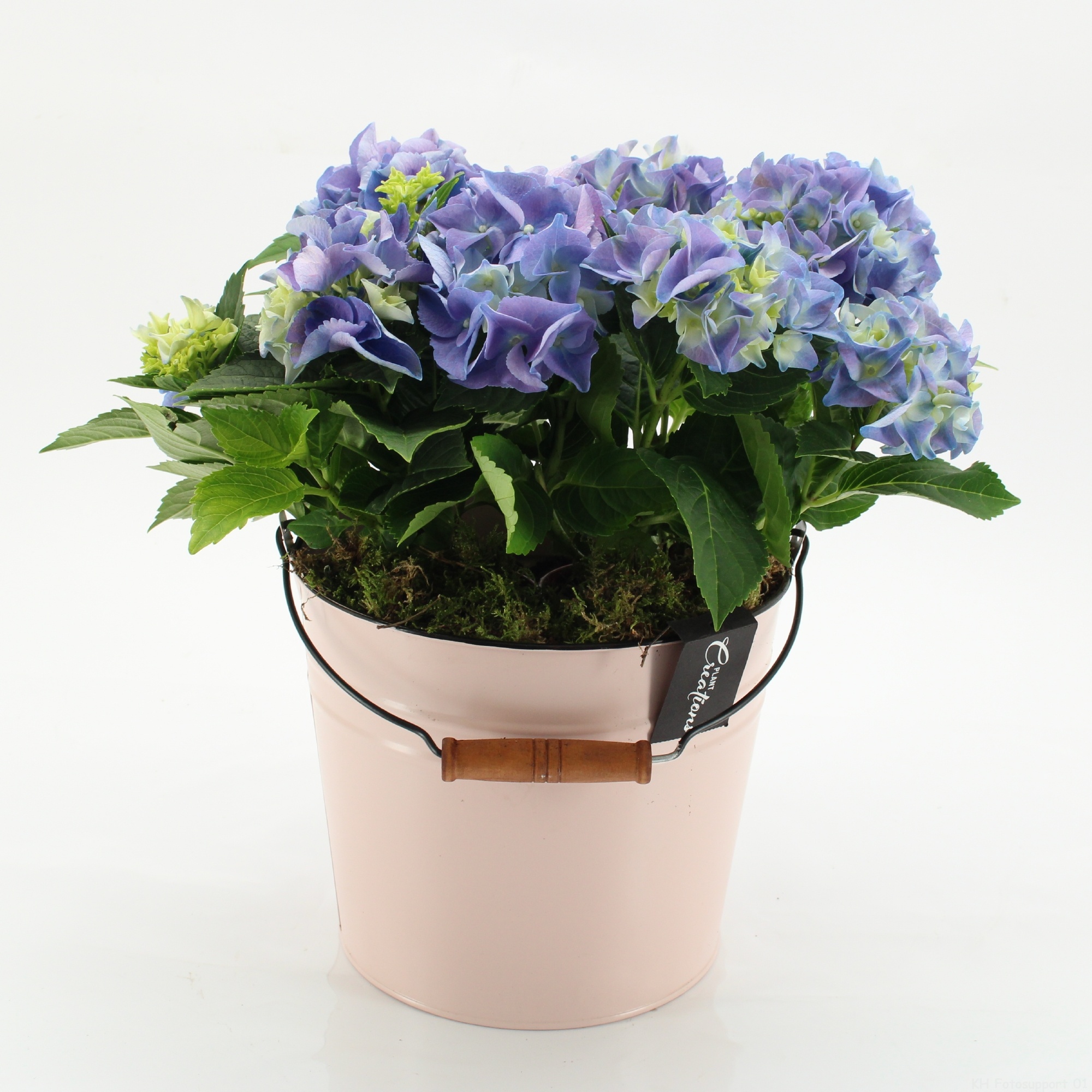 KHCR-2615B Hydrangea creations, D 21