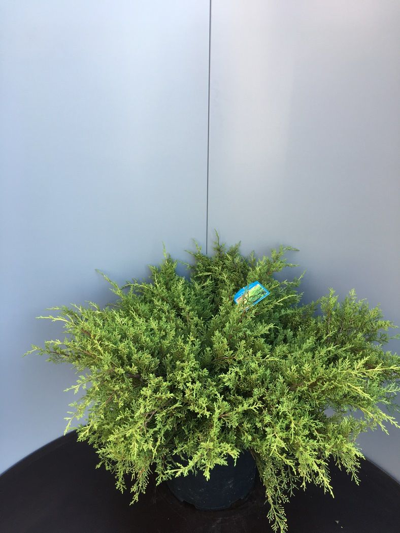 Juniperus pf. 'Old Gold', D 38