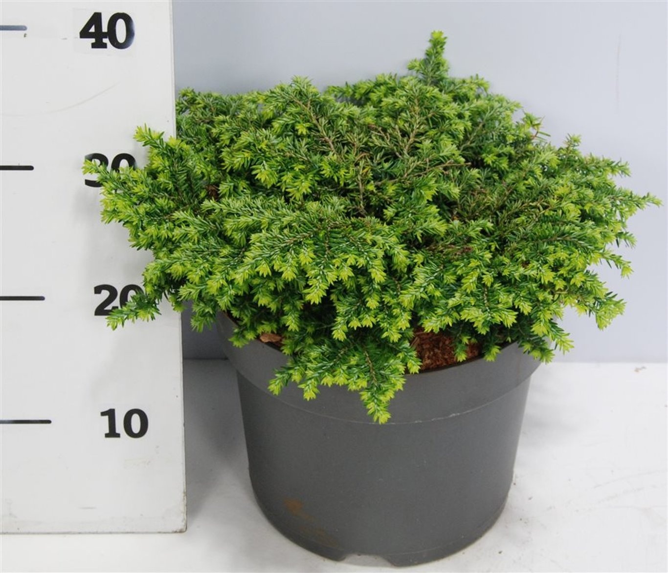 Tsuga can. 'Popeleski', D 26