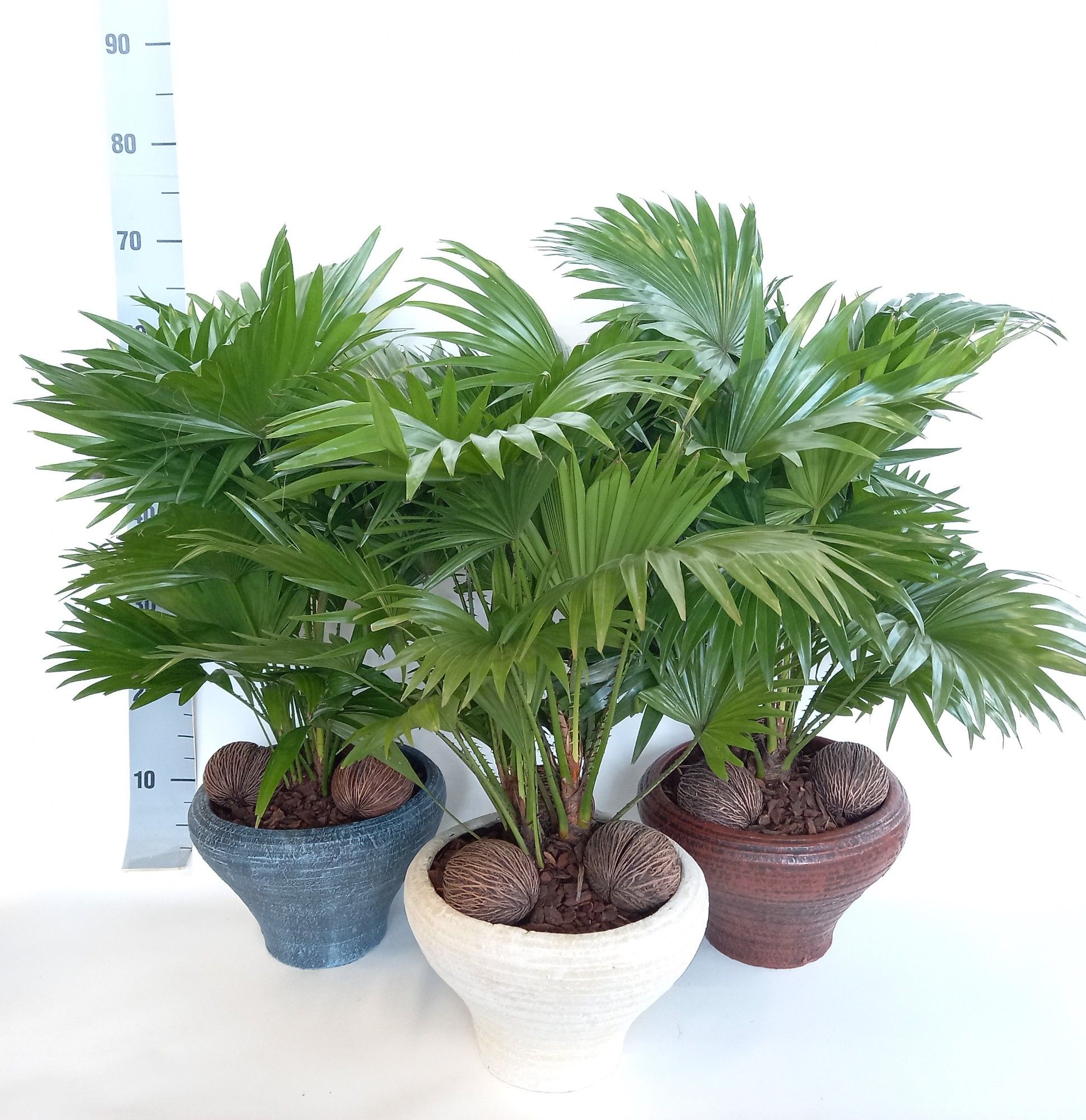 Livistona in super hoedje mix, D 26