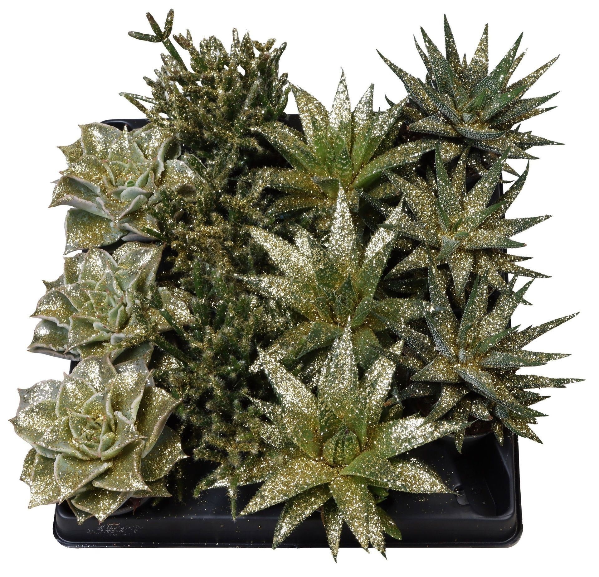Succulent Mix Gold Glitter, D 6