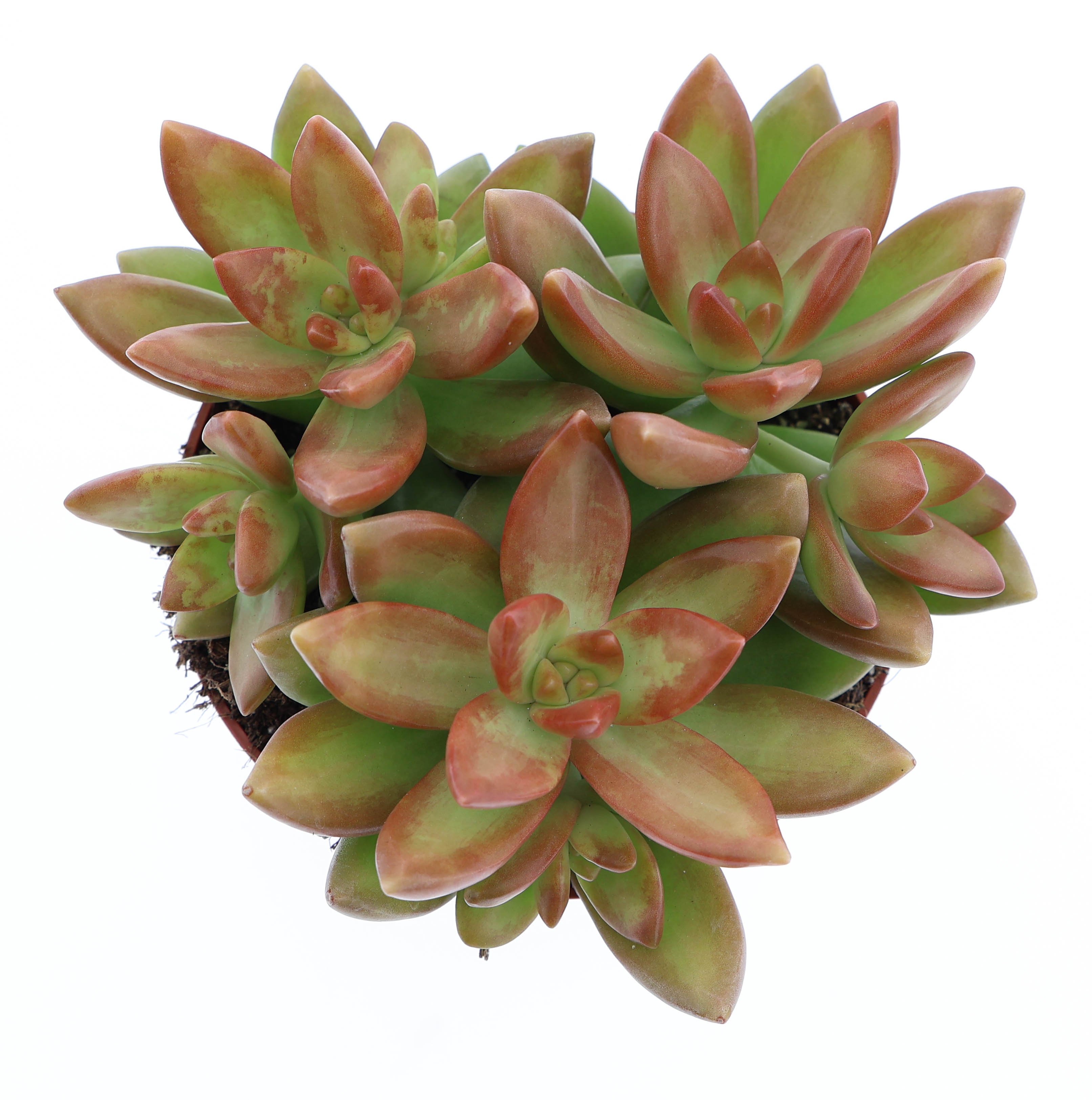 Sedum Nussbaumerianum, D 10,5