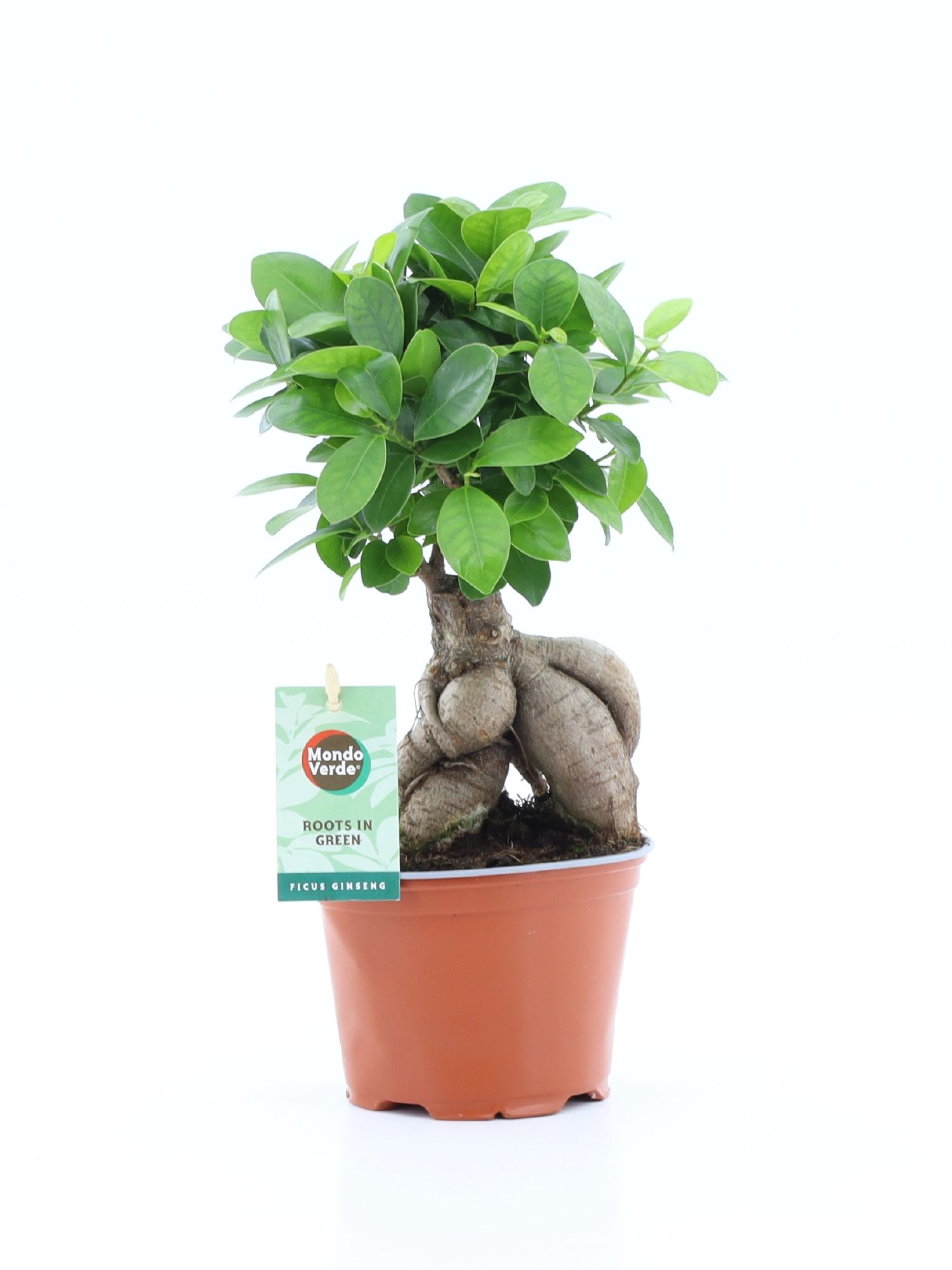 Ficus micr. Ginseng, D 12