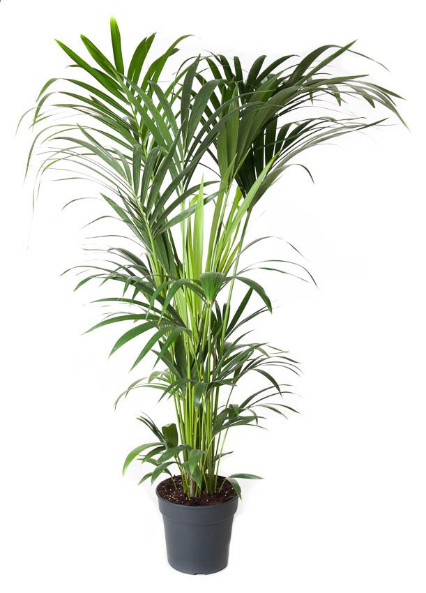 Howea Forsteriana(kentia) P27-140, D 27