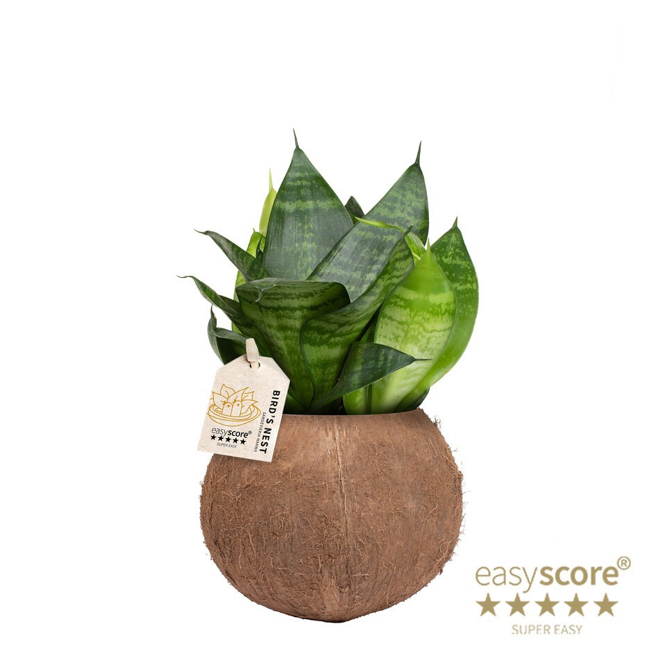 SANSEVIERIA TRIFASCIATA 40933216 Coconut Hahnii Green, D 10