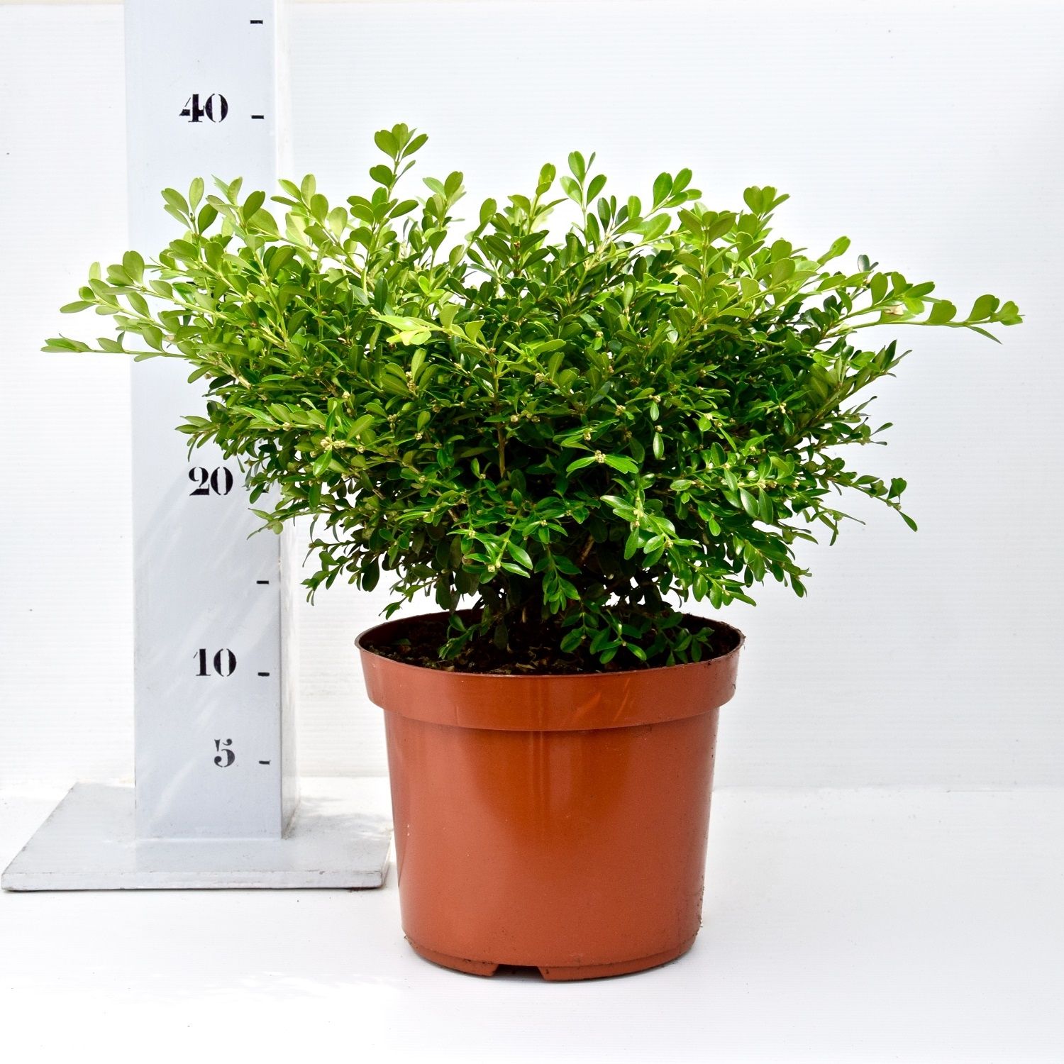 Buxus microphylla 'Herrenhausen' 25-30cm bodembedekker, D 19