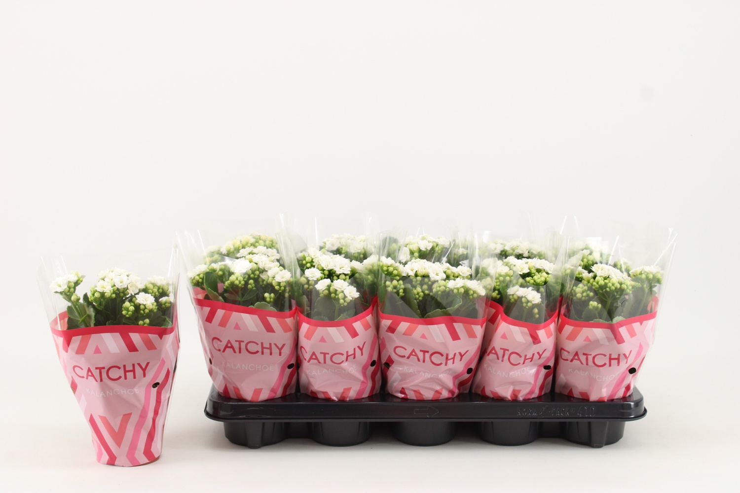 Kalanchoe Double, Catchy Season White, D 10,5