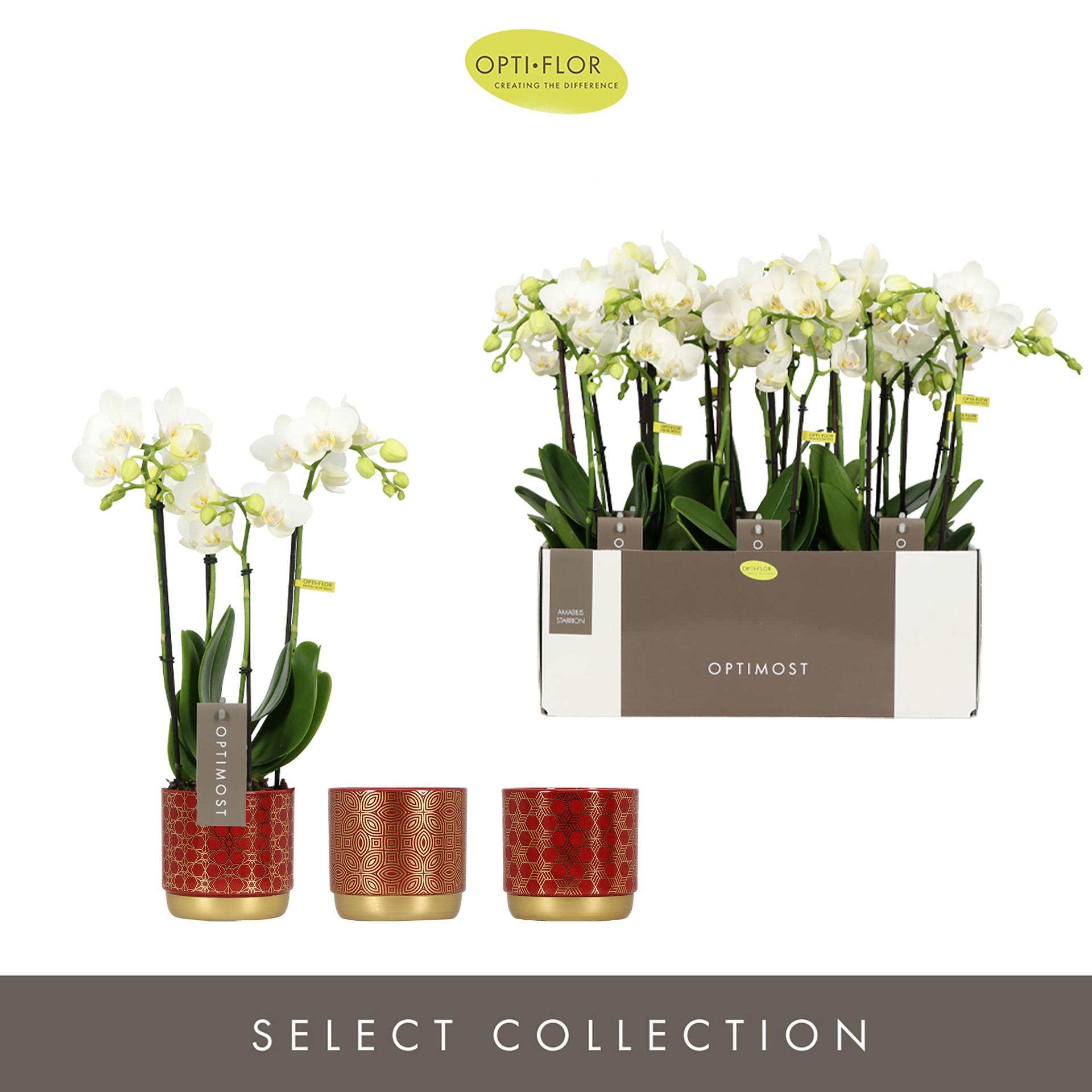 Optimost Amabilis Starrion 4 spike in Christmas Red Mix, D 12 cm