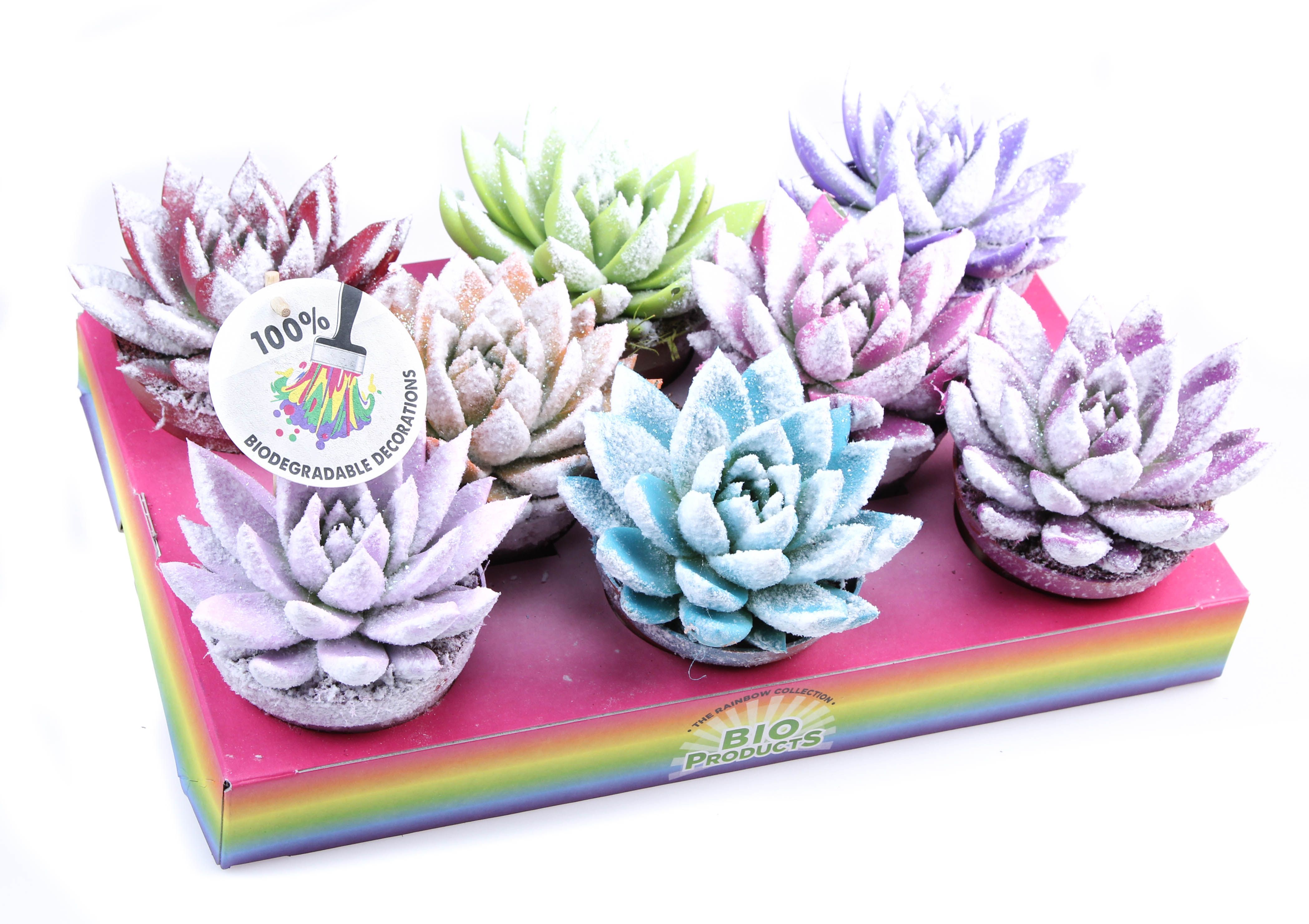 Rainbow Bio snow, D 10,5