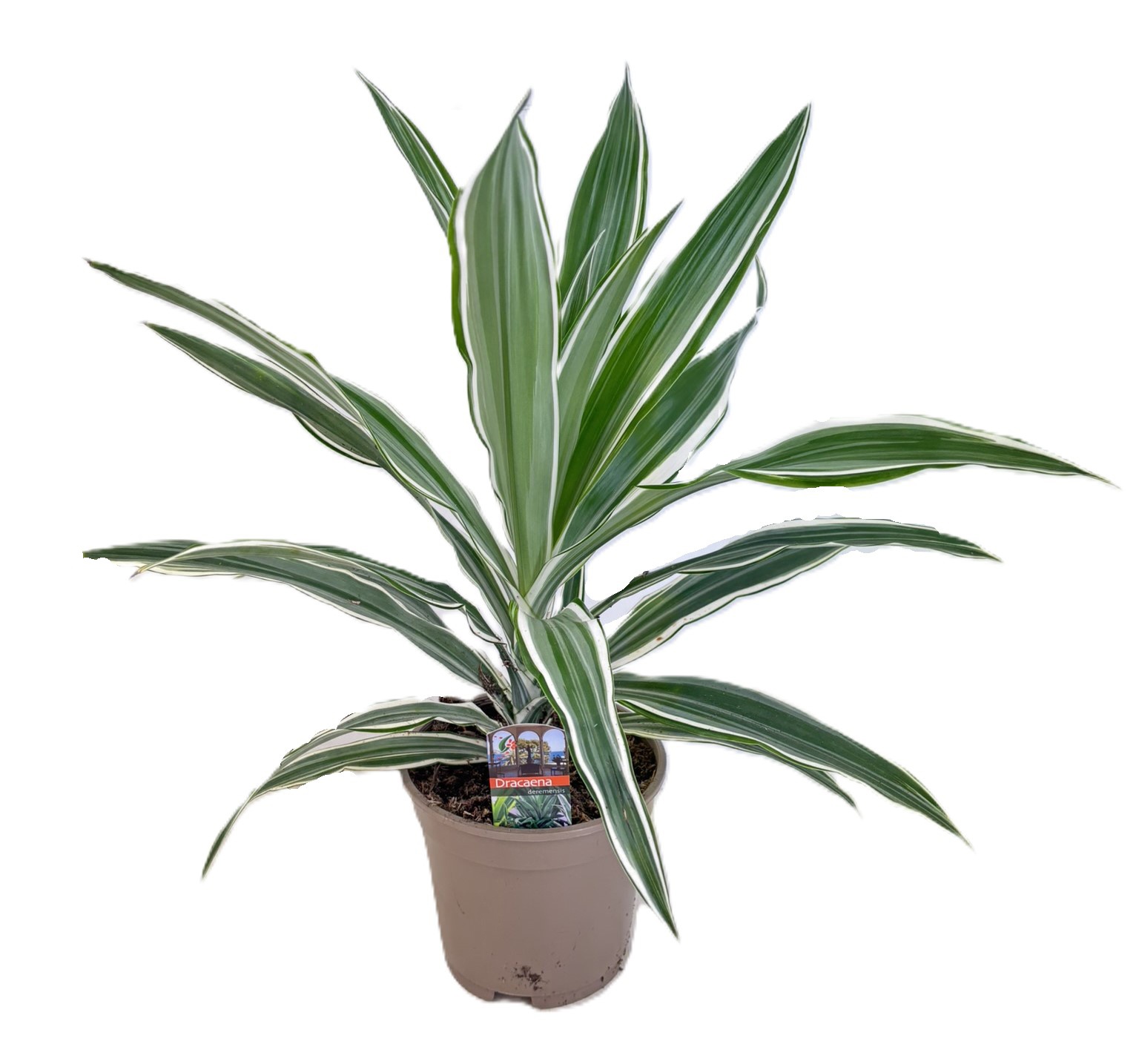 Dracaena deremensis white stripe kopstek, D 17